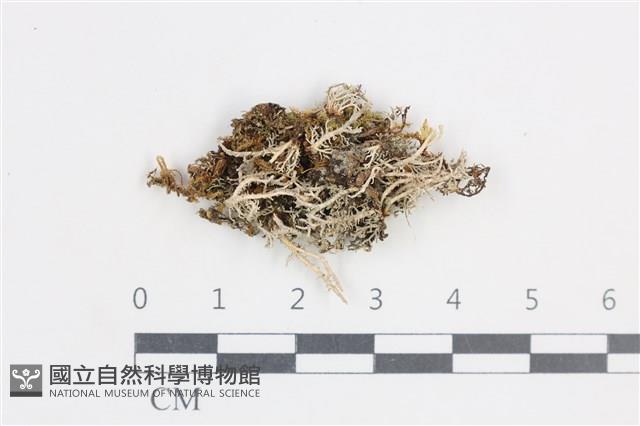 登錄號:L00003865藏品圖，第1張