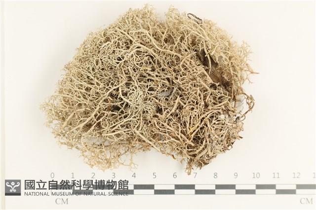 登錄號:L00000915藏品圖，第1張