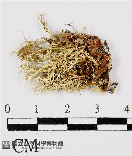 台灣球粉衣藏品圖，第1張