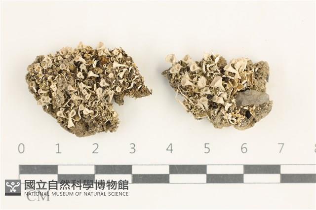 登錄號:L00000945藏品圖，第1張