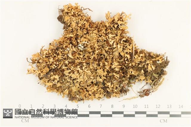 登錄號:L00001845藏品圖，第1張
