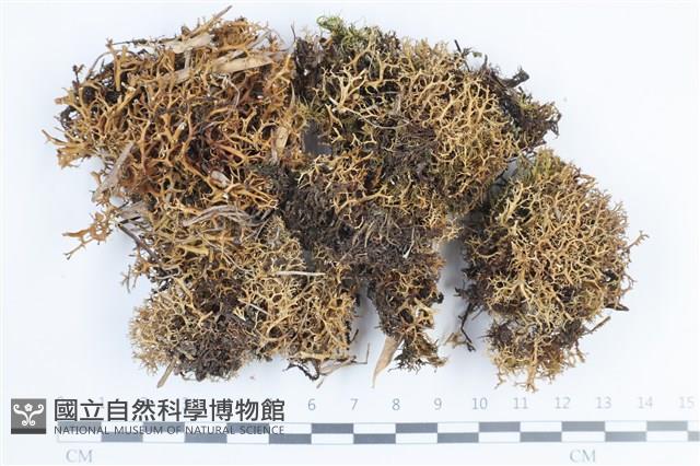 登錄號:L00003845藏品圖，第1張
