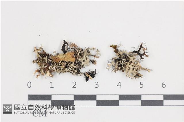 登錄號:L00002925藏品圖，第1張