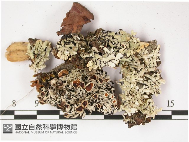 登錄號:L00002825藏品圖，第1張