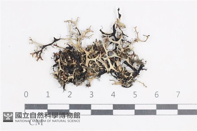登錄號:L00003825藏品圖，第1張