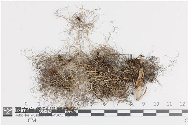 登錄號:L00004075藏品圖，第1張