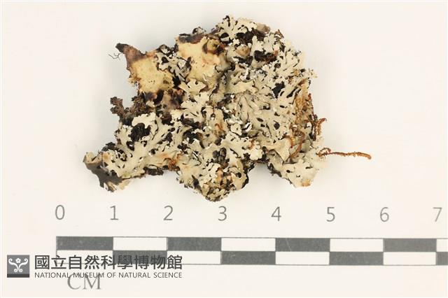 登錄號:L00004175藏品圖，第1張