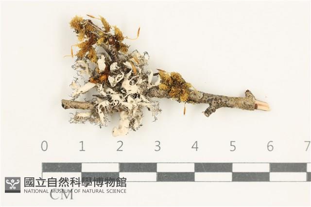 館號:L00001875藏品圖，第1張