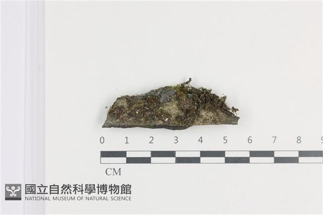 登錄號:L00005055藏品圖，第1張