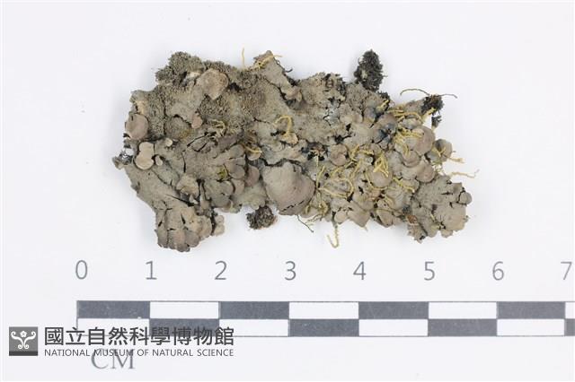 登錄號:L00003855藏品圖，第1張