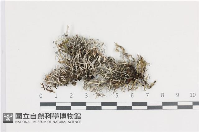 登錄號:L00004855藏品圖，第1張