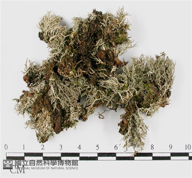 台灣球粉衣藏品圖，第1張