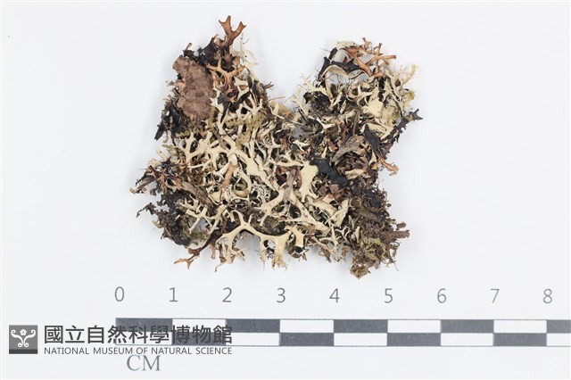 登錄號:L00004035藏品圖，第1張