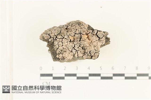 登錄號:L00001835藏品圖，第1張