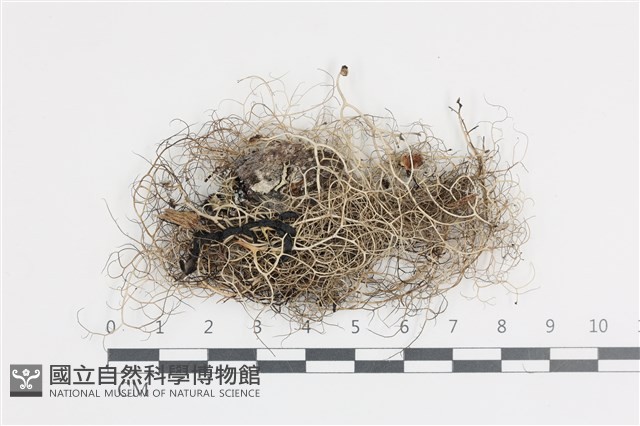 登錄號:L00004081藏品圖，第1張