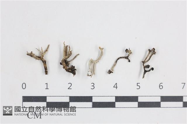 登錄號:L00004181藏品圖，第1張