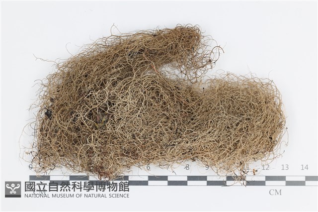登錄號:L00004981藏品圖，第1張