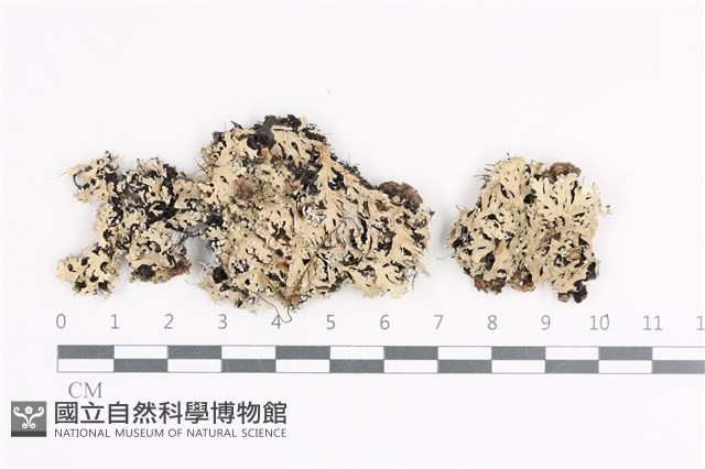 登錄號:L00001881藏品圖，第1張