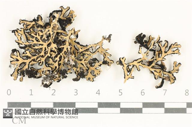 登錄號:L00004881藏品圖，第1張