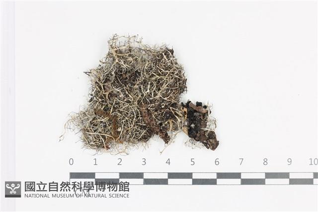 登錄號:L00002381藏品圖，第1張