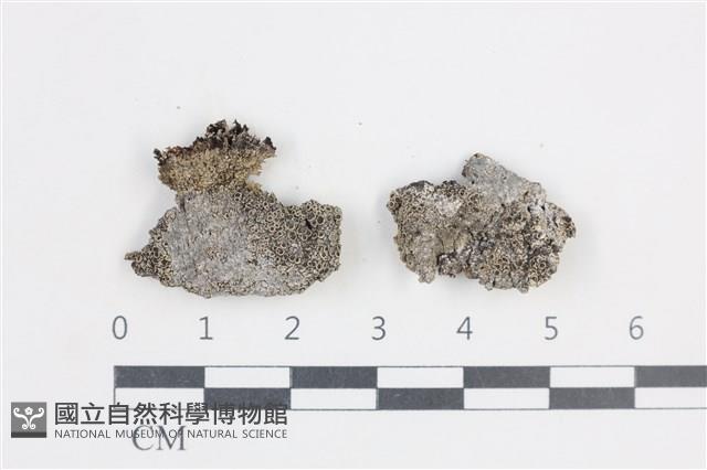 登錄號:L00005101藏品圖，第1張