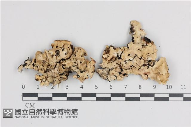 登錄號:L00003101藏品圖，第1張