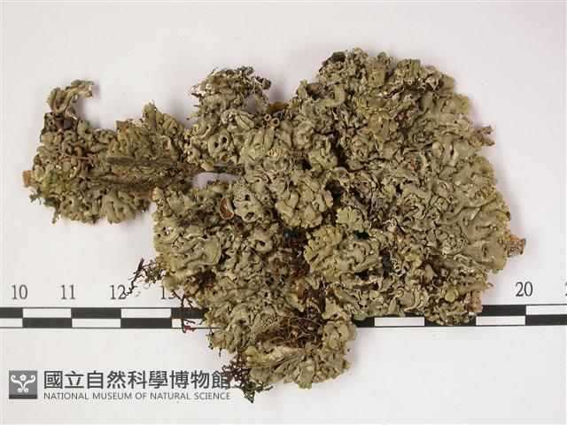 登錄號:L00002261藏品圖，第1張