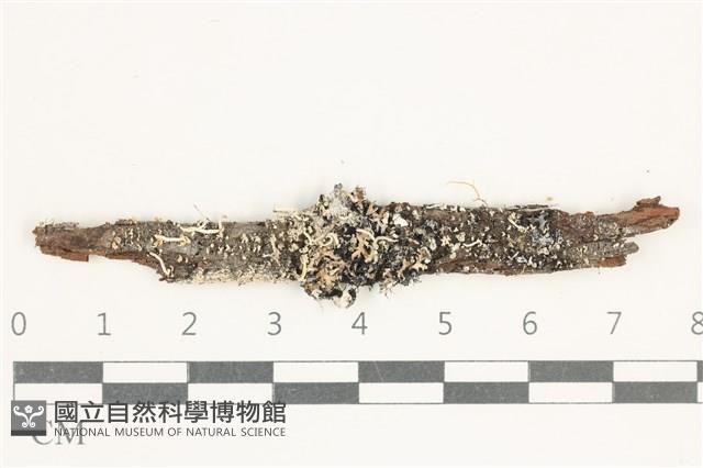 登錄號:L00005061藏品圖，第1張
