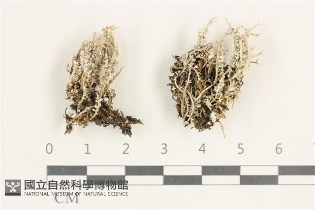 登錄號:L00000961藏品圖，第1張