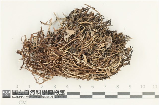 登錄號:L00001961藏品圖，第1張