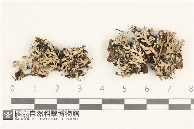 登錄號:L00004011藏品圖，第1張
