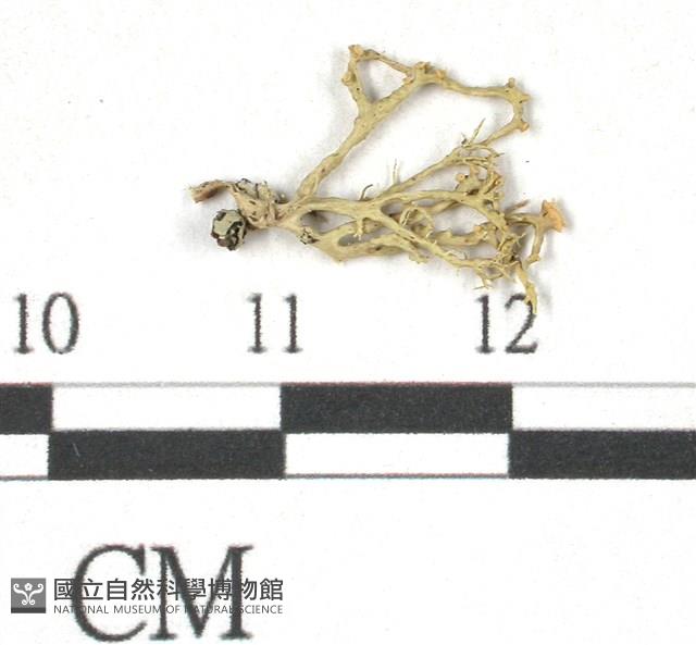 登錄號:L00002111藏品圖，第1張