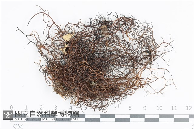 登錄號:L00004111藏品圖，第1張