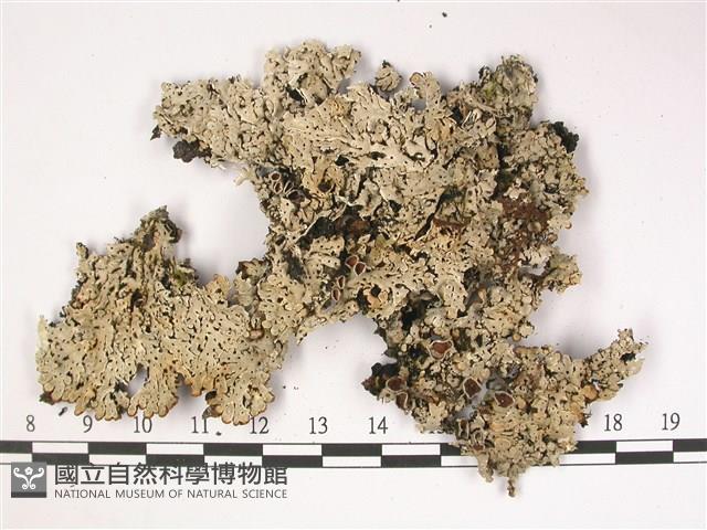 登錄號:L00002911藏品圖，第1張