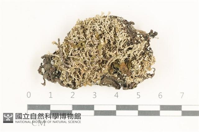 登錄號:L00000811藏品圖，第1張