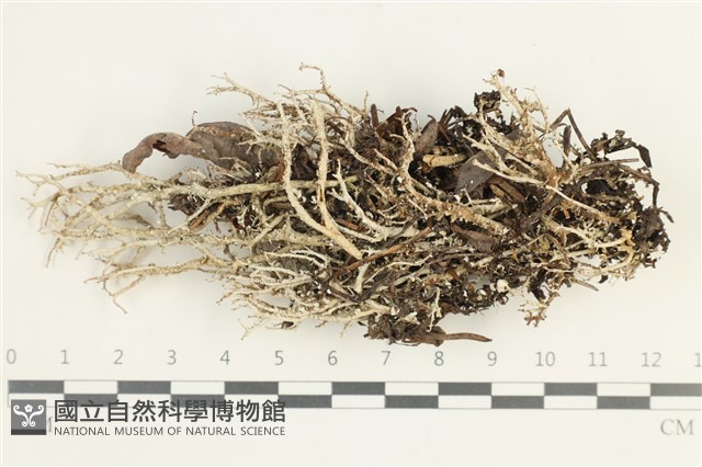 登錄號:L00001811藏品圖，第1張