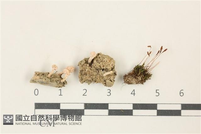 登錄號:L00004241藏品圖，第1張