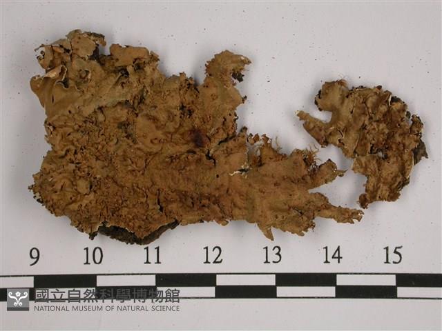 厚兜衣藏品圖，第1張