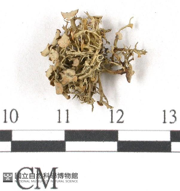 登錄號:L00001941藏品圖，第1張