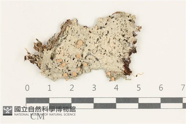 登錄號:L00003841藏品圖，第1張