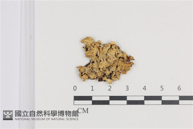 登錄號:L00005221藏品圖，第1張
