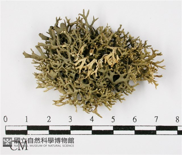 登錄號:L00001021藏品圖，第1張