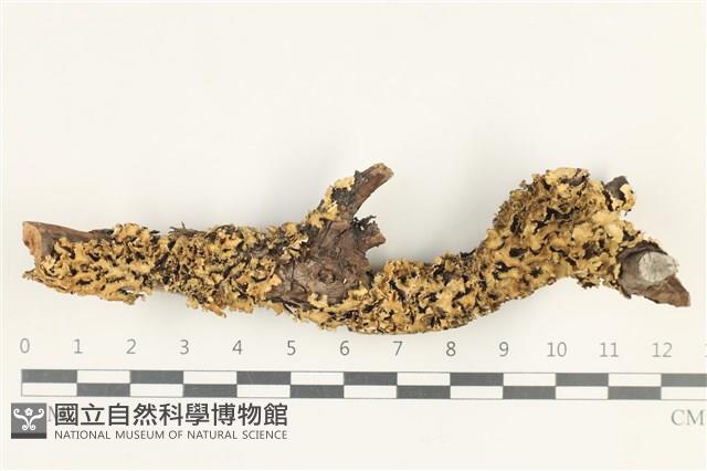 登錄號:L00004121藏品圖，第1張