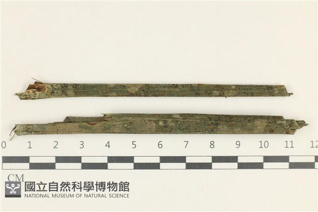 登錄號:L00002821藏品圖，第1張