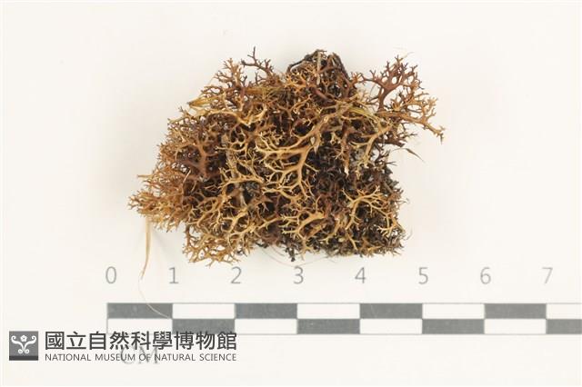 登錄號:L00001171藏品圖，第1張