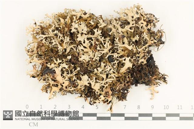登錄號:L00000971藏品圖，第1張