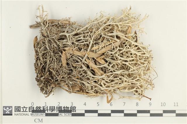 登錄號:L00001871藏品圖，第1張