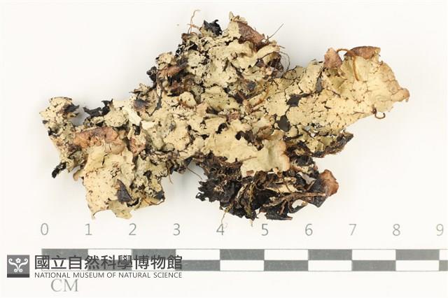 登錄號:L00003871藏品圖，第1張