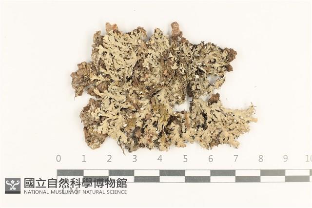 登錄號:L00003051藏品圖，第1張