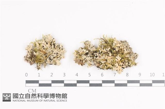 裂芽雪花衣藏品圖，第1張